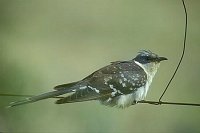 Haeherkuckuck Jungvogel