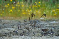 Mehlschwalben fliegend