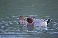 Pfeifenten Paar auf Gewaesser