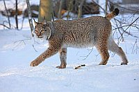 Luchs im Schnee Seitenansicht