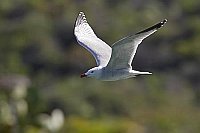 Korallenmoewe v gruenem Hang