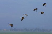 Kraniche 6 Ex landend