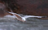 Korallenmoewe Wasser rote Fels