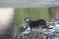 Fischotter am Ufer m Schnee