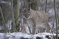 Luchs in Dickung m Schnee