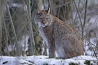 Luchs sitzend im Schnee