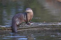 Fischotter a Baumstamm sichern
