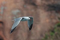 Korallenmoewe vor Felswand