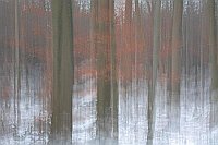 Buchenwald im Schnee kuenstl