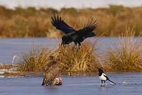 Maeusebussard Elster Kolkrabe