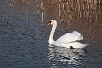 Hoeckerschwan vor Schilf