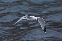 Korallenmoewe i Flug ue Wasser