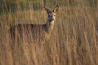 Reh im hohen Gras