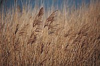 Schilfhalme bl Himmel