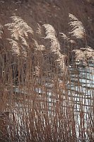 Schilfhalme im Gegenlicht