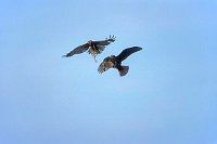 Rohrweihe Beute Uebergabe