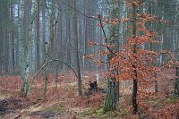 Buche mit Herbstlaub