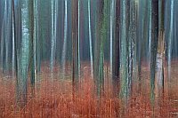 Wald mit Farn kuenstl