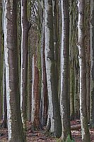 Baeume nasse Gespensterwald