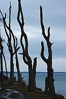 Baumreste Gespensterwald