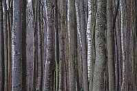 Baumstaemme Gespensterwald