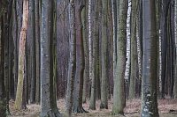 Baumstaemme nach Regen