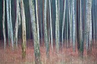 Birkenstaemme graphisch