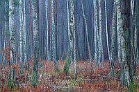 Birken Farn Moor kuenstl