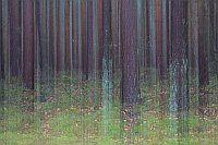 Kiefernstaemme kuenstl