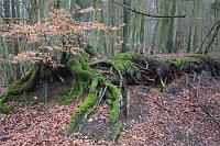 Dar� altes Ostseeufer