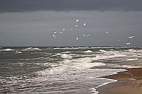 Ostseekueste mit fliegenden Mo