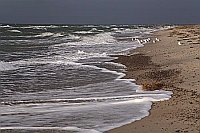 Ostsee Wasser Moewen