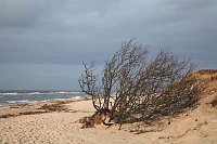 Weststrand Strauch Duene