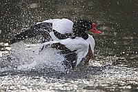 Brandente beim Baden