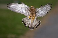 Turmfalke im Flug bremsend