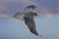 Wanderfalke i Flug ueber Gewae