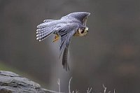 Wanderfalke abfliegend