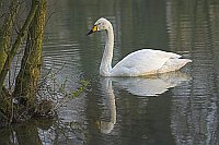 Singschwan auf Wasser
