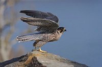 Wanderfalke v Felsen startend