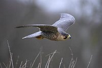 Wanderfalke dicht ueber Boden