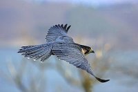 Wanderfalke fliegend