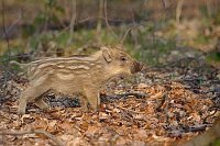 Wildschein Frischling aufmerks