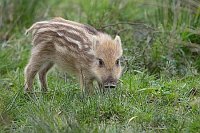 Wildschwein Frischling a Wiese