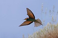 Bienenfresser i Flug ue Gras