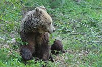 Braunbaer am Waldrand sitzend