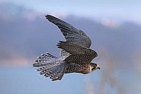 Wanderfalke im Aktiv Flug