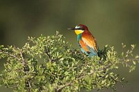 Bienenfresser auf Busch