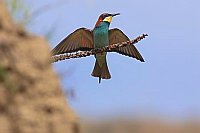 Bienenfresser gelandet Fluegel