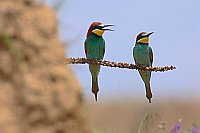 Bienenfresser Paar auf Warte