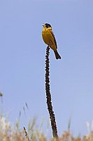 Kappenammer singend a Warte